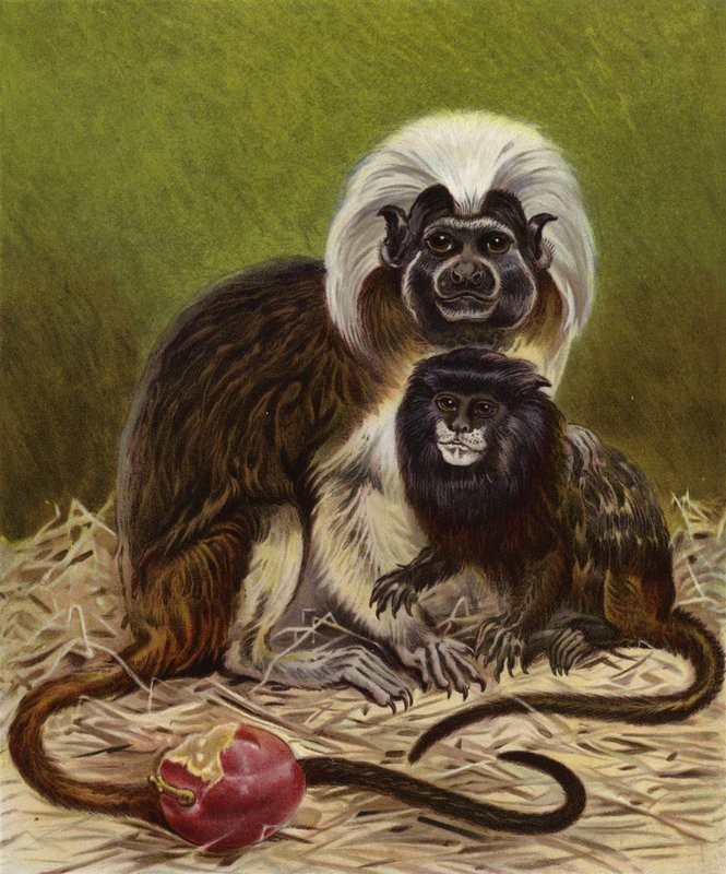 Pinche Marmoset och Negro Tamarin av English School