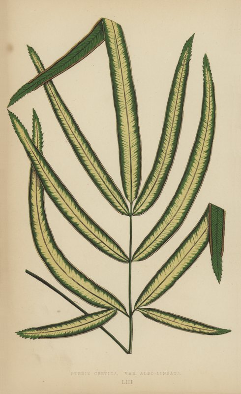 Pteris Cretica, Variety Albo-Lineata av English School