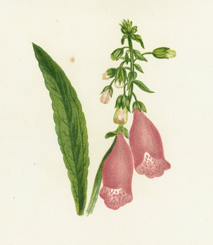 Lila Foxglove, Digitalis Purpurea av English School