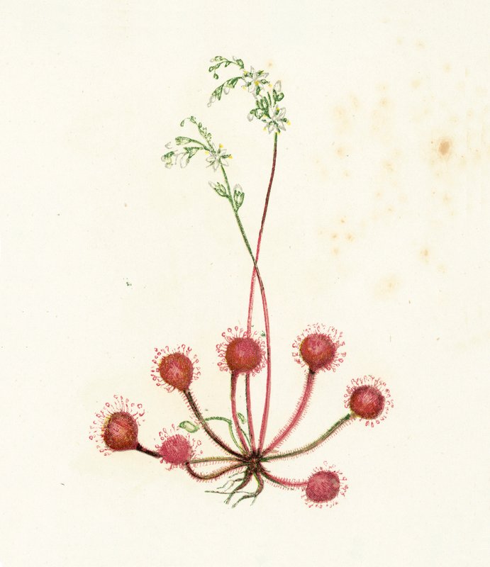Rundbladig soldagg, Drosera Rotundifolia av English School