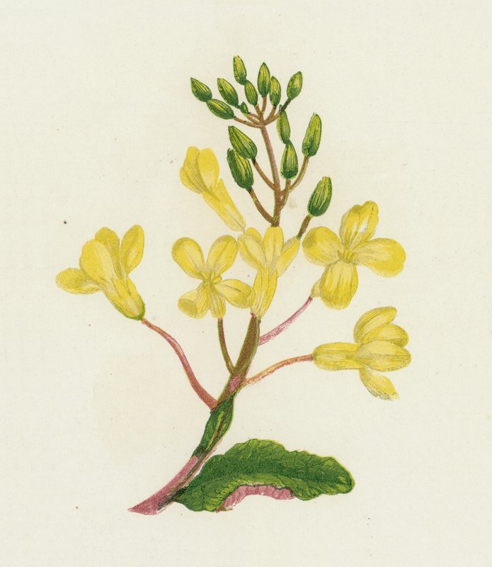 Havskål, Brassica Oleracea av English School