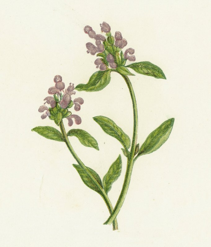 Självläkning, Prunella Vulgaris av English School