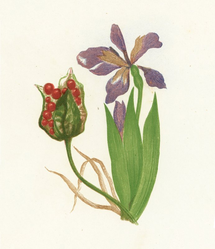 Stinkande Iris, Iris Foetidissima av English School