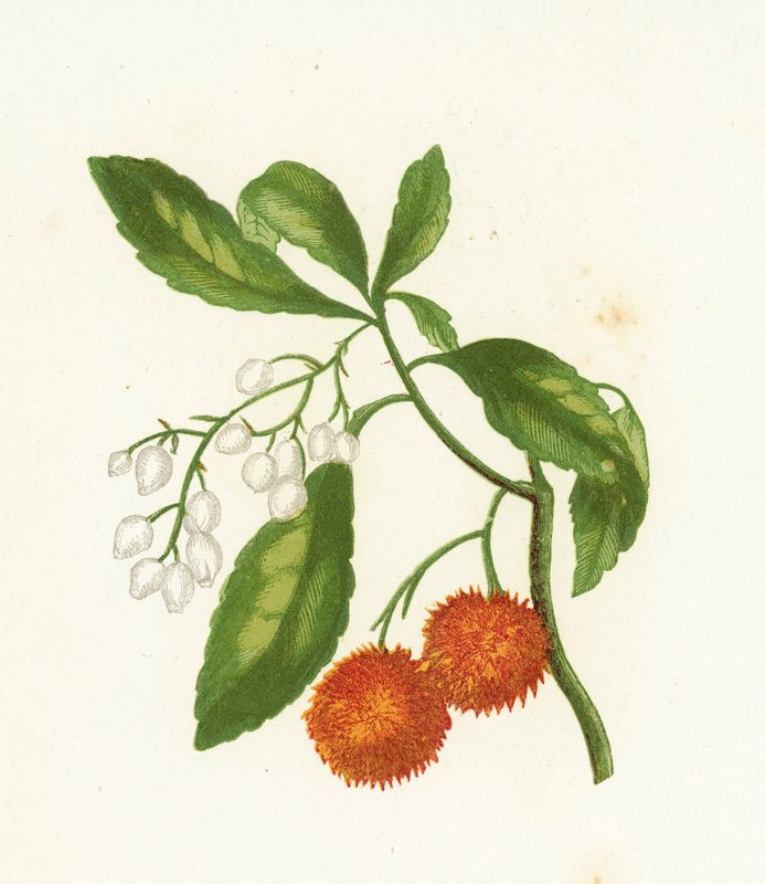 Jordgubbsträd, Arbutus Unedo av English School