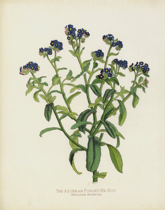 Azorerna Förgätmigej, Myosotis Azorica av English School