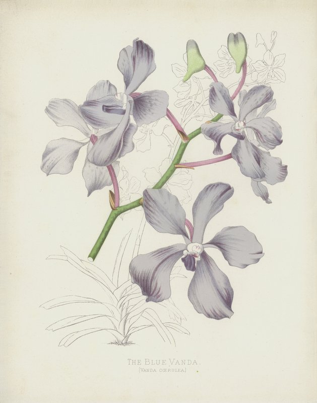 The Blue Vanda, Vanda Coerulea av English School