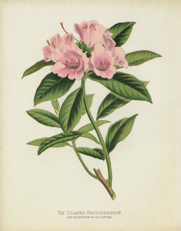 Den cilierade Rhododendron, Rhododendron Ciliatum av English School