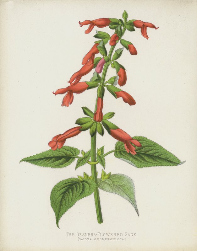 Den Gesnera-blommiga salvia, Salvia Gesneraeflora av English School