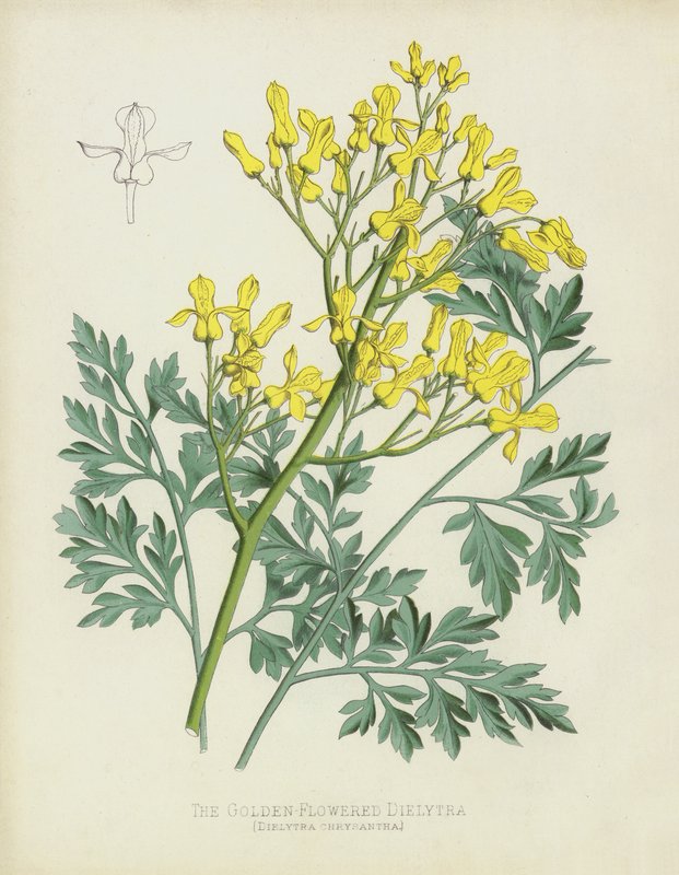 Den guldblommiga Dielytran, Dielytra Chrysantha av English School