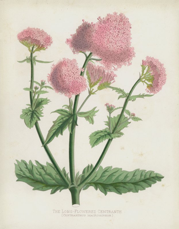 Den långblommiga Centranth, Centranthus Macrosiphon av English School