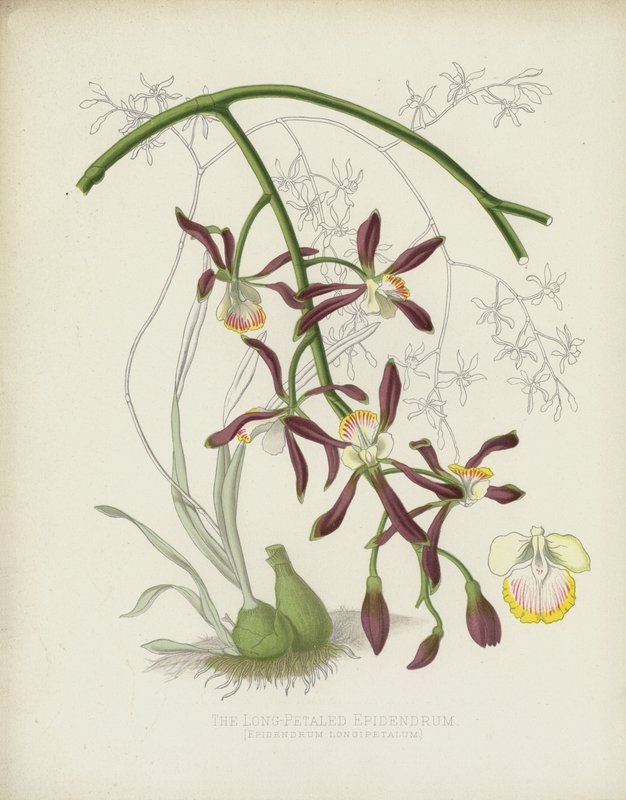The Long-Petaled Epidendrum, Epidendrum Longipetalum av English School