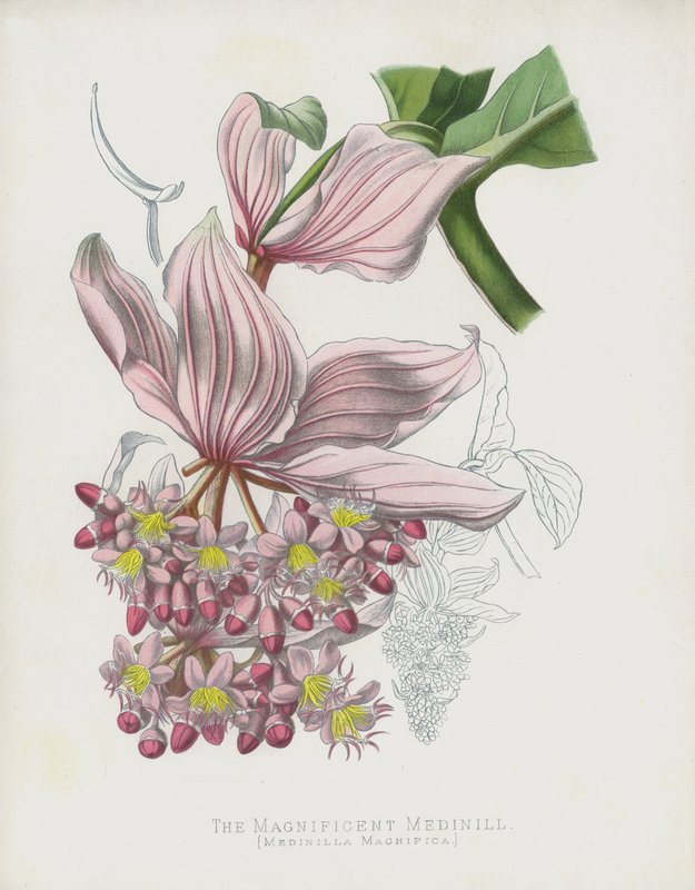 Den magnifika Medinilla, Medinilla Magnifica av English School