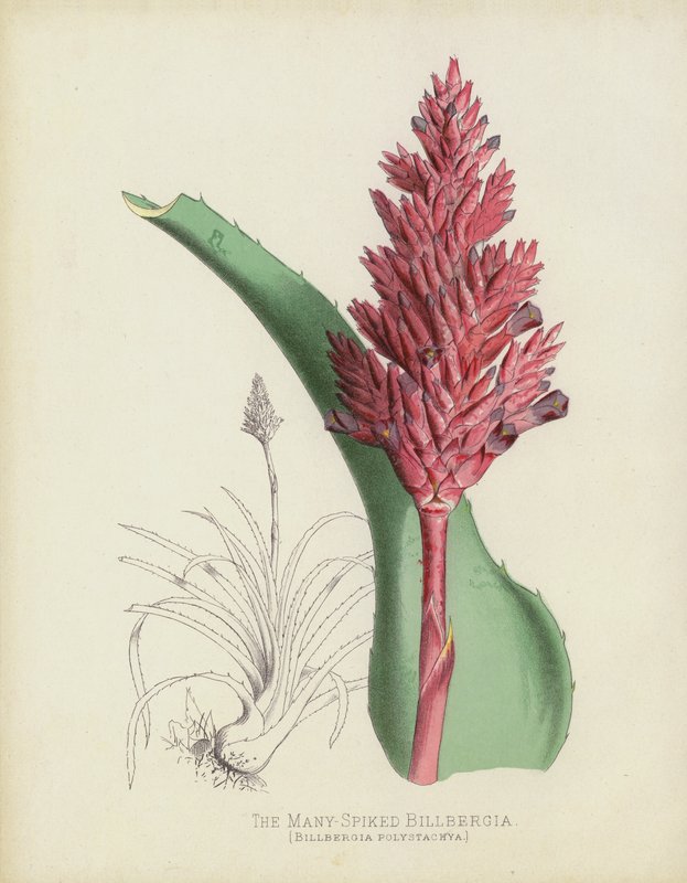 The Many-Spiked Billbergia, Billbergia(?) Polystachya av English School