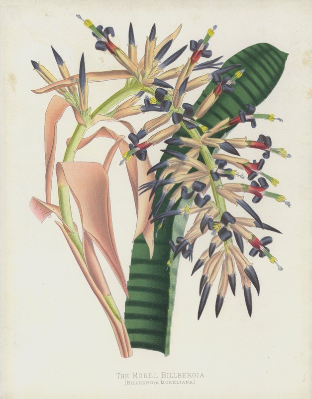 Morellen Billbergia, Billbergia Moreliana av English School
