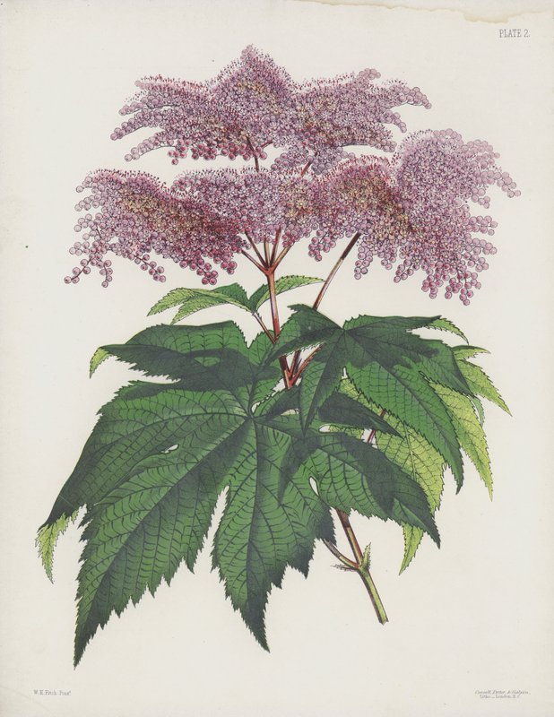 The Palmate-Leaved Spiraea, Spiraea Palmata av English School