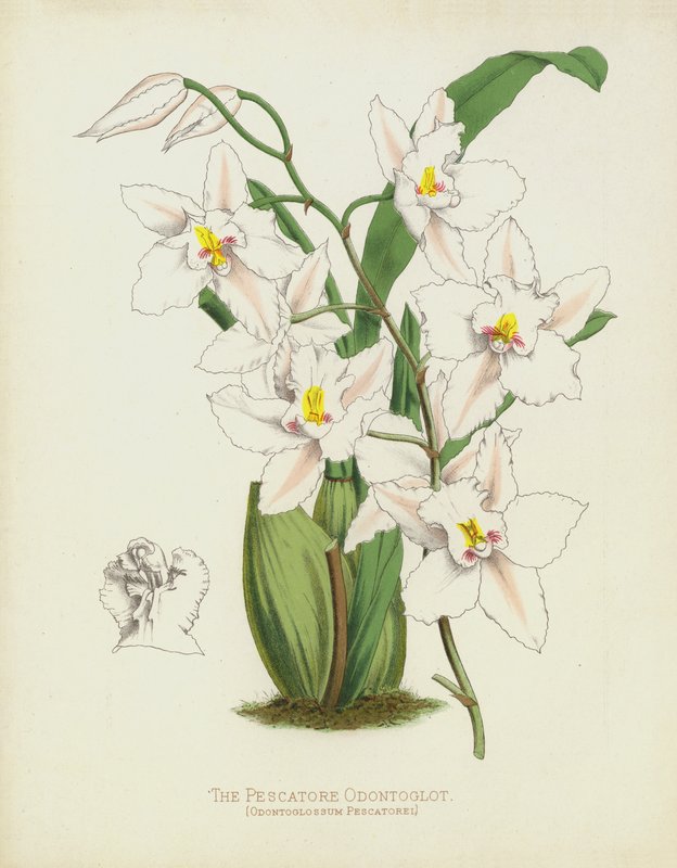 Fiskaren Odontoglot, Odontoglossum Pescatorei av English School