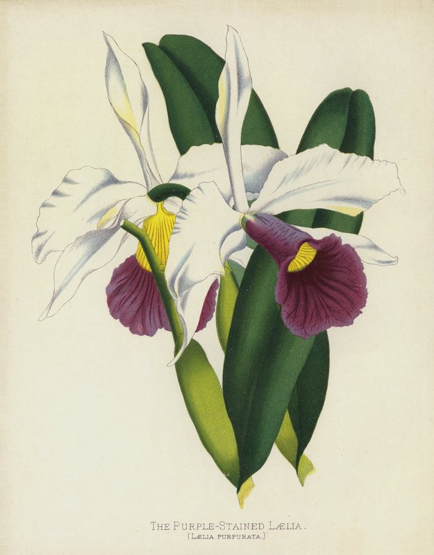 Den lilafärgade Laelia, Laelia Purpurata av English School