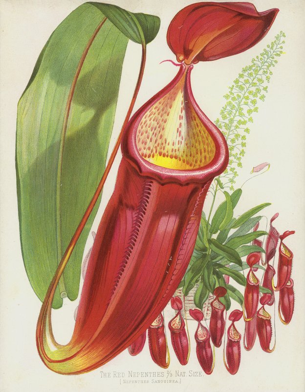 Den röda Nepenthes, Nepenthes Sanguinea av English School