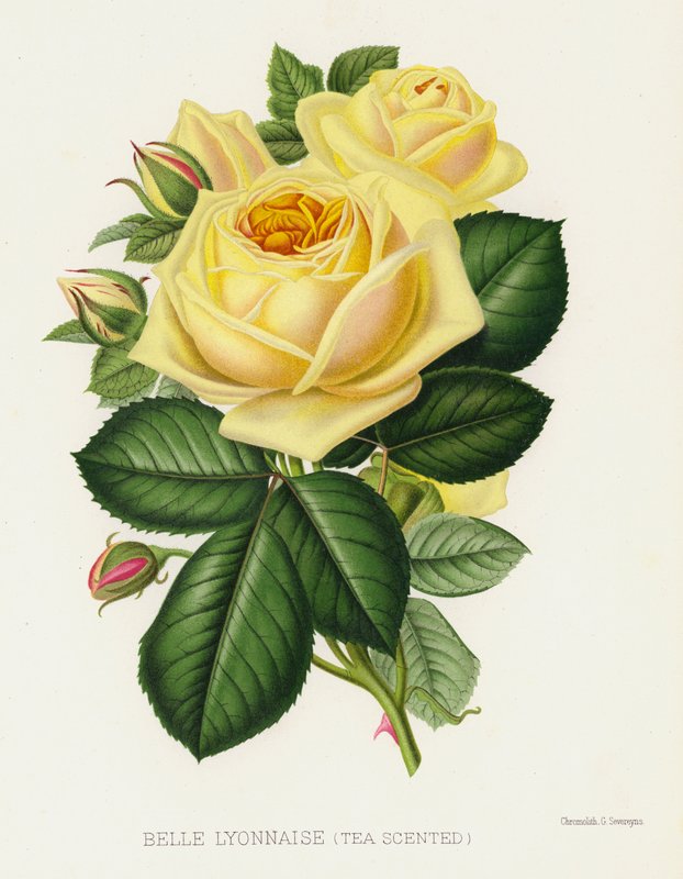 Rosenträdgården: Belle Lyonnaise, tedoftande av English School
