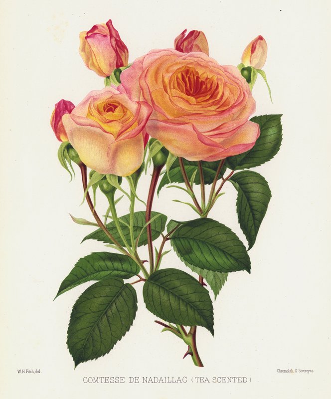 Rosenträdgården: Comtesse De Nadaillac, Tea Scented av English School