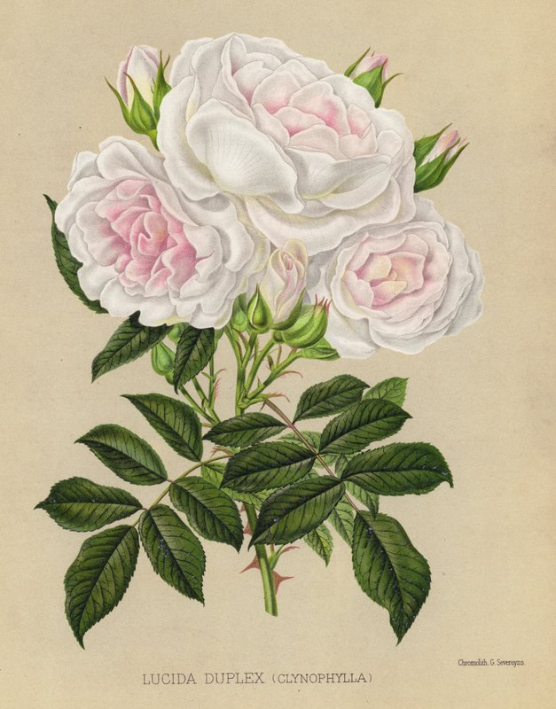 Rosenträdgården: Lucida Duplex, Clynophylla av English School