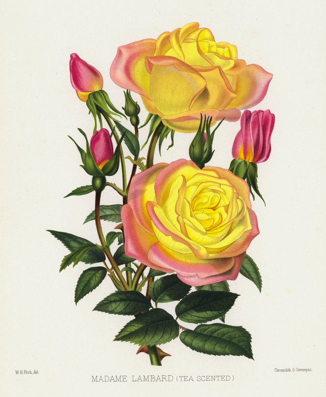 Rosenträdgården: Madame Lambard, tedoftande av English School