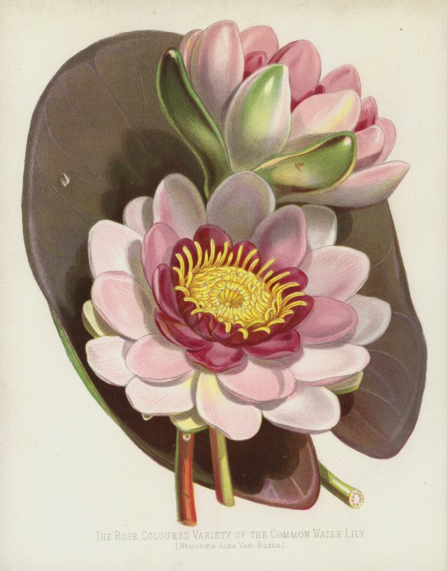 Den rosafärgade varianten av näckrosen, Nymphaea Alba, var Rosea av English School