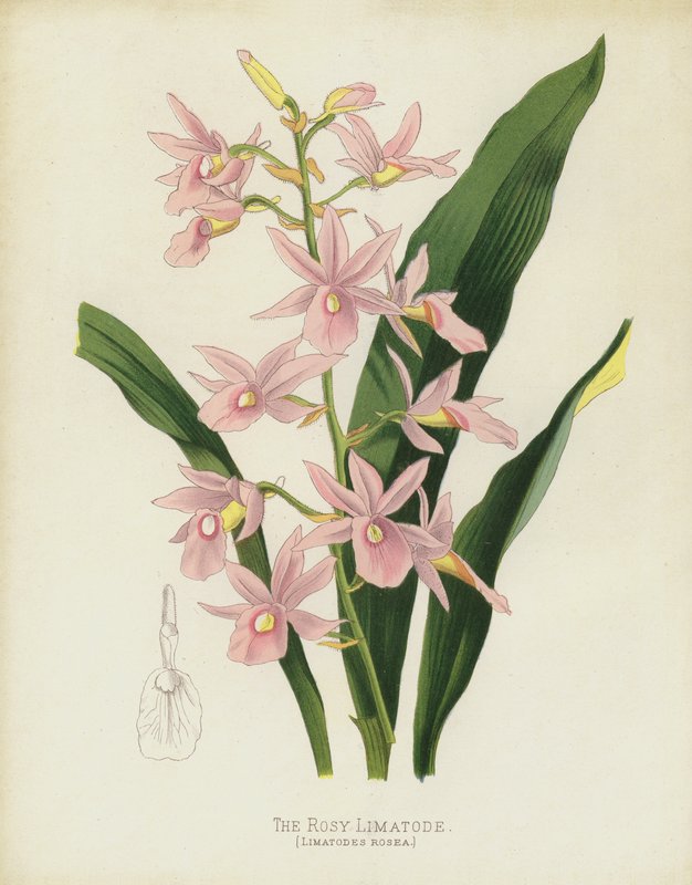 The Rosy Limatode, Limatodes Rosea av English School