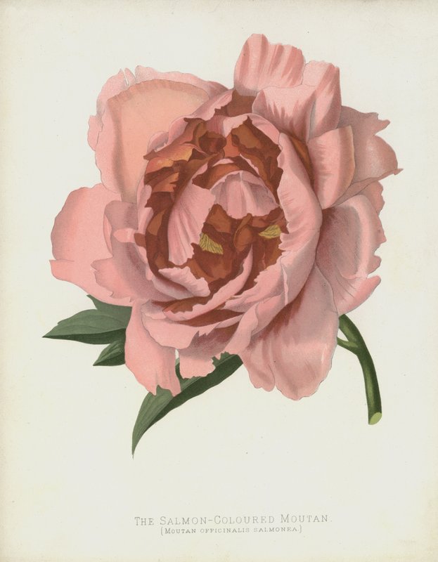 Den laxfärgade Moutanen, Moutan Officinalis; Salmonea av English School