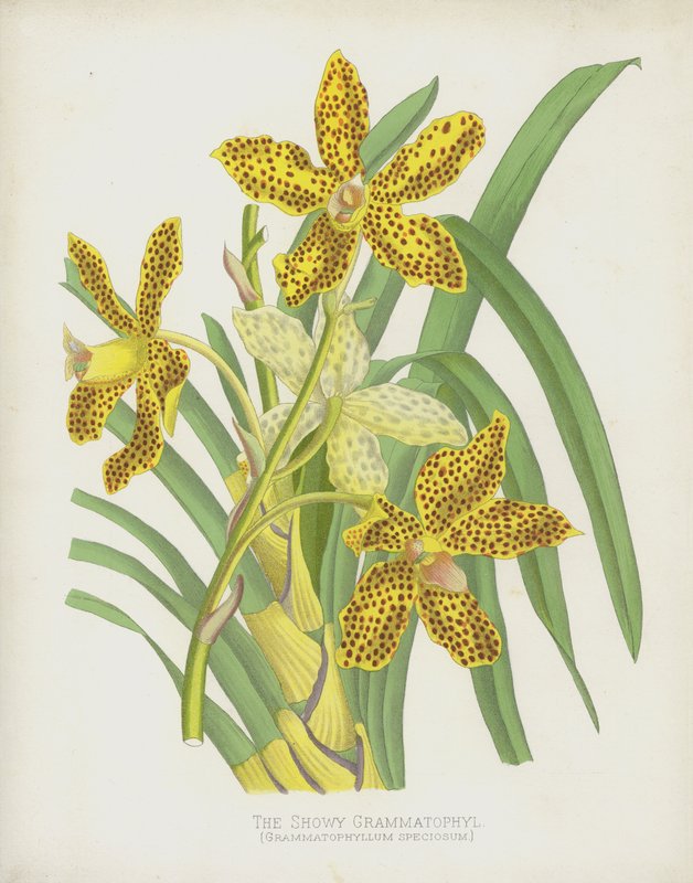Den pråliga Grammatophylen, Grammatophyllum Speciosum av English School