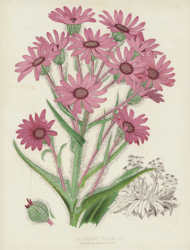 Den pråliga Senecio, Senecio Speciosus av English School