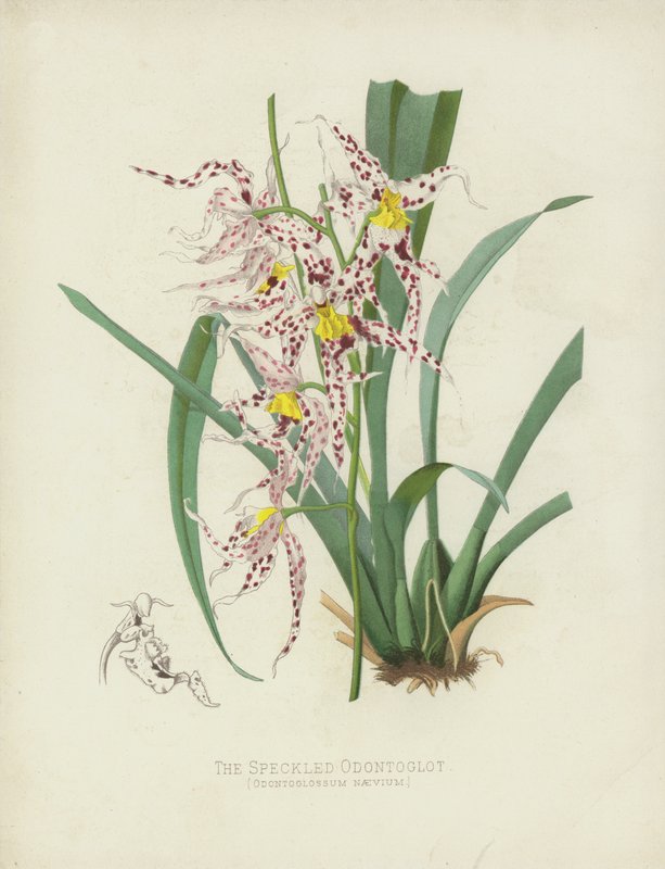 Den spräckliga Odontoglot, Odontoglossum Naevium av English School