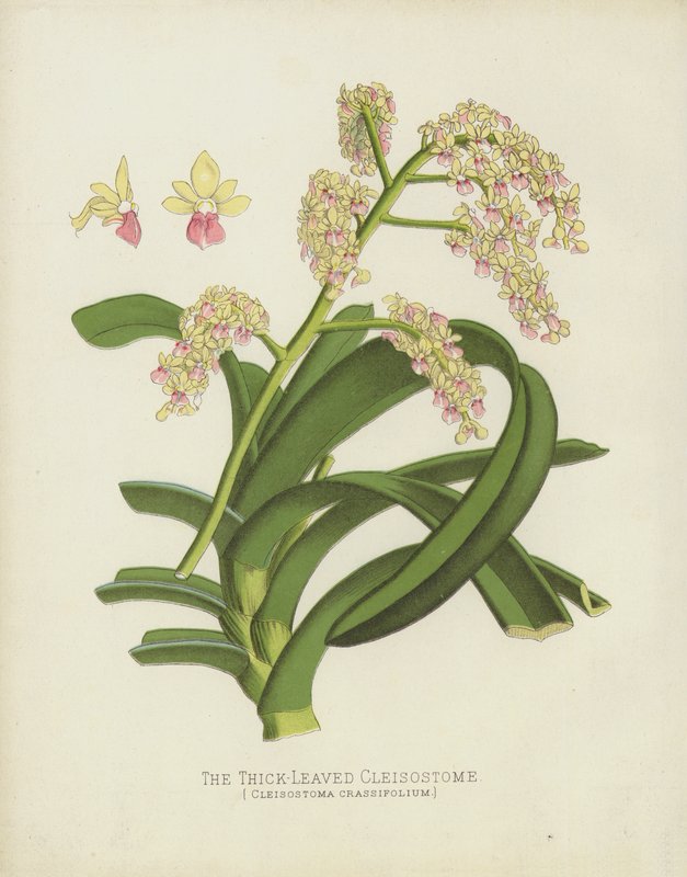 Tjockbladig Cleisostome, Cleisostoma Crassifolium av English School