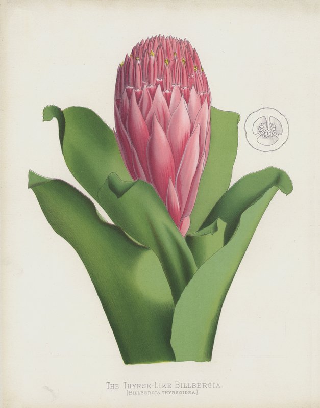 Den Thyrse-liknande Billbergia, Billbergia Thrysoidea av English School