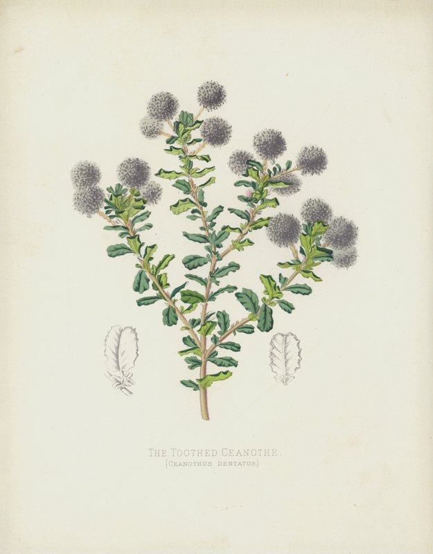Den tandade Ceanothe, Ceanothus Dentatus av English School