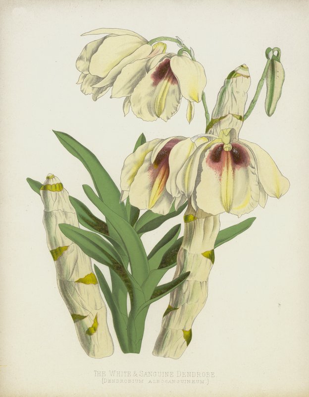 Den vita och Sanguine Dendrobe, Dendrobium Albosanguineum av English School