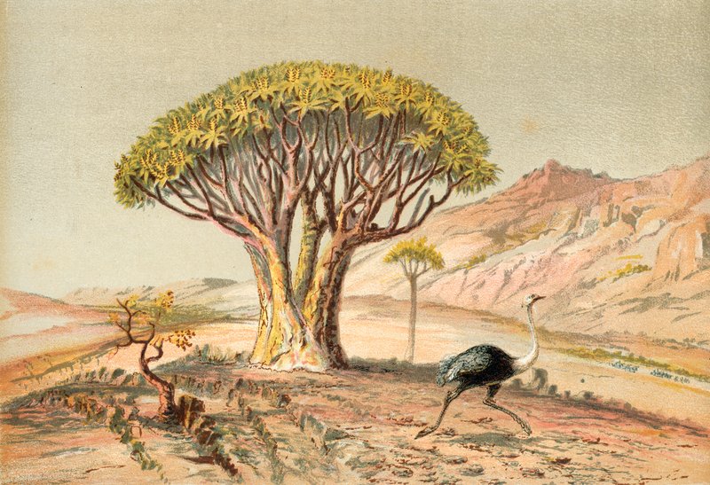 De stora träden: aloe från Damaraland, sydvästra Afrika av English School