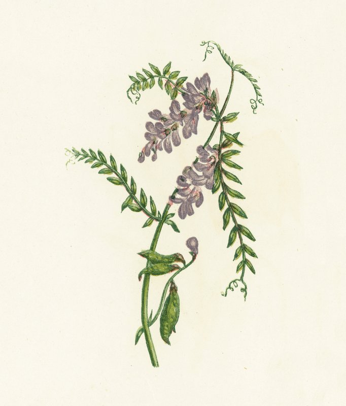 Tufted Vicker, Vicia Cracca av English School