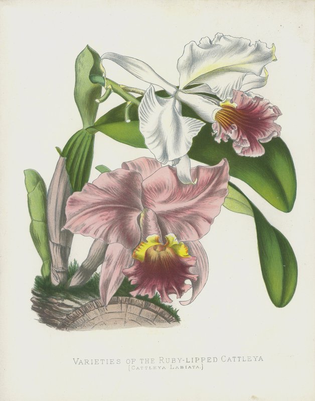 Sorter av Ruby-Lipped Cattleya, Cattleya Labiata av English School