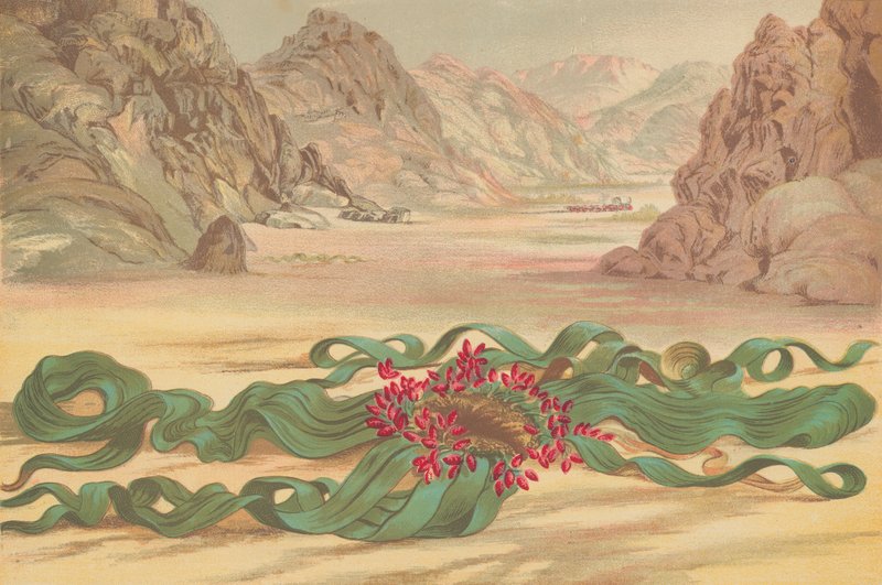 Welwitschia mirabilis, växt i sydvästra Afrika av English School