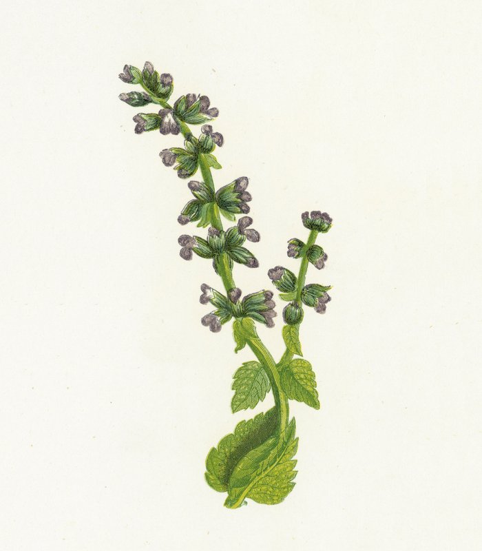 Wild English Clary, eller Sage, Salvia Verbenaca av English School