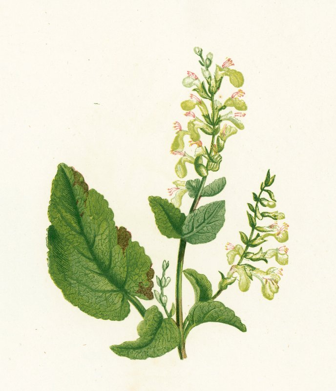 Träsalvia, Teucrium Scorodonia av English School