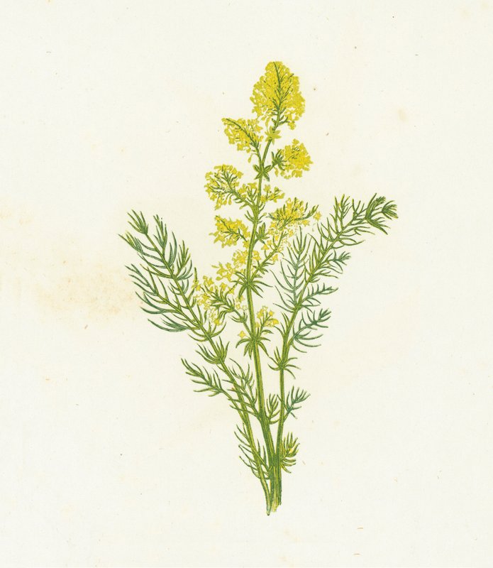 Gult Sänghalm, Galium Verum av English School