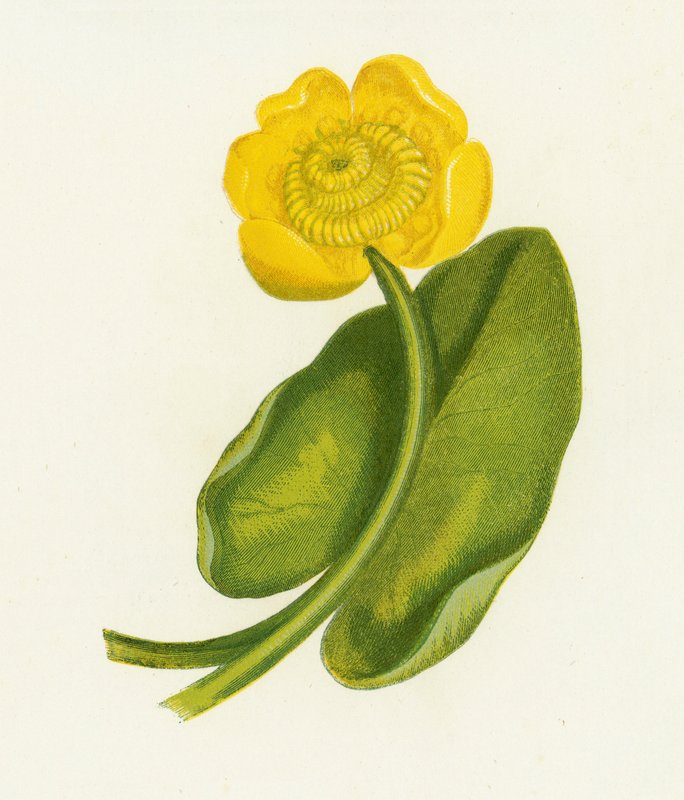 Gul näckros, Nuphar Lutea av English School