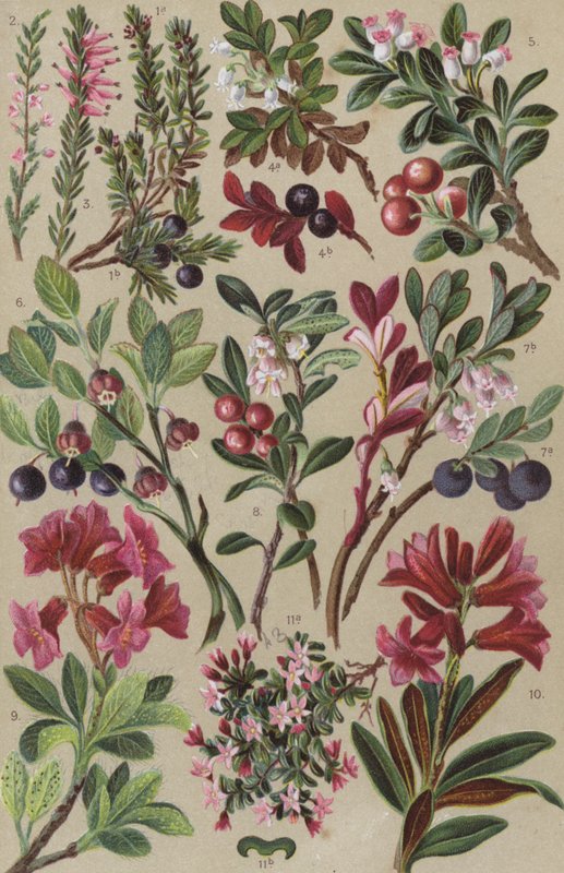 Alpin flora av European School