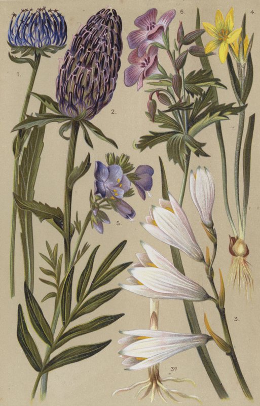 Alpin flora av European School