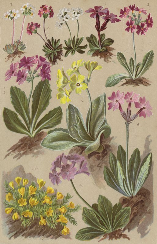 Alpin flora av European School