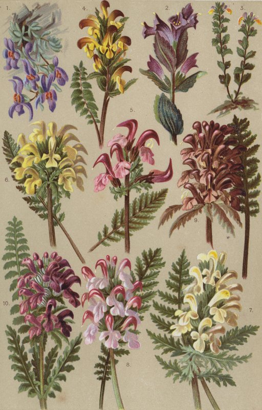 Alpin flora av European School