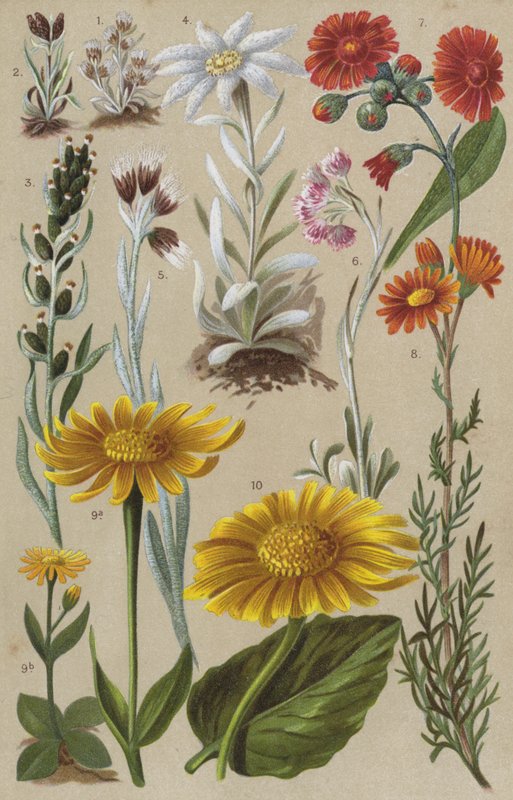 Alpin flora av European School