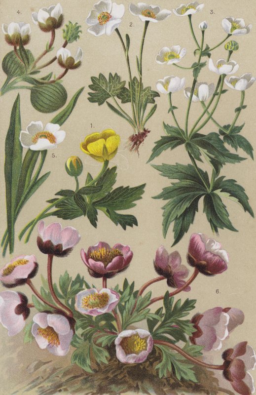 Alpin flora av European School
